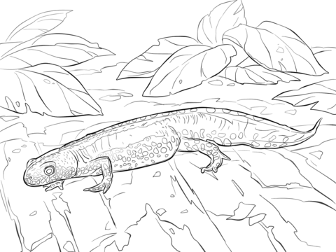 Alpine Newt Coloring Page